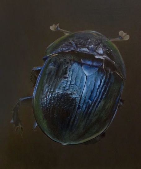 Bluish beetle